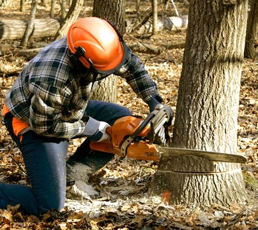 Tree Removal in Morristown, TN